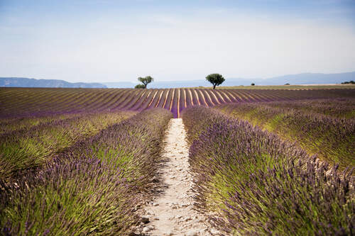 Lavender Field